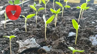 Why doesn't paprika sprout?