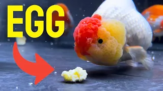 How to feed your goldfish steamed eggs