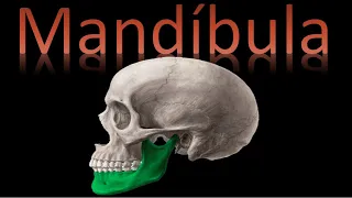 🦴 Mandíbula (Viscerocráneo) - Cráneo y cara - Anatomía