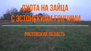 Охота на зайца с эстонскими гончими. Ростовская область.