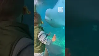 Beluga Whale Kisses Little Boy Back at Aquarium