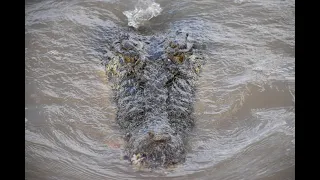 Crocodile attack Buffalo