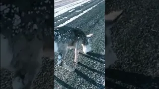 животное 🦌 замёрзло на трассе / the animal froze on the track