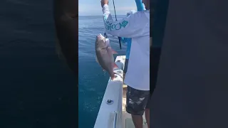 Mutton snapper fishing
