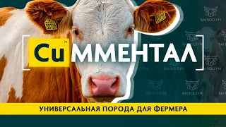 Симментал — баланс между мясом и молоком для фермера. Содержание, рацион, надои и привесы