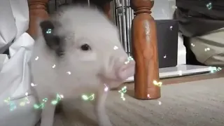 El cerdito bailarín