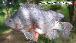 paser ikan❗Jari sampe melepuh di tarik nila monster 2 kg up .