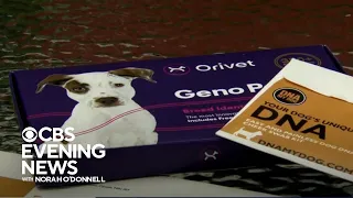 How accurate are pet DNA tests?