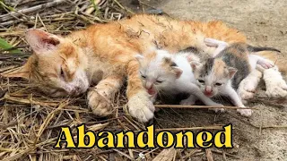 Mother Cat Was Left For DEAD On The Side Of The Road With Her Kittens, Then A Miracle Happened.