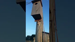 pissed off female wood duck