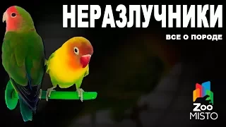 Неразлучники - Все о породе попугаев | Попугай породы - Неразлучник