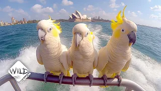 Sydney's Feathered Celebrities: Keeping Up With the Cockatoos I Wild to Know