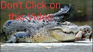 Top 3 Crocodile Attack In 2019 | Compilation