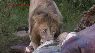 Lion pride eats an entire hippo in 3 days