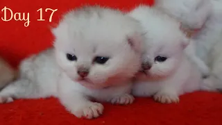 Newborn Kittens Opening Eyes For The First Time 💕