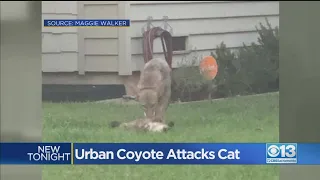 Urban Coyote Attacks Cat