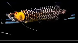 Best Top 10 Premium Gold Grade Arowana Fish - One & Only Rare Black Gold Asian Arowana