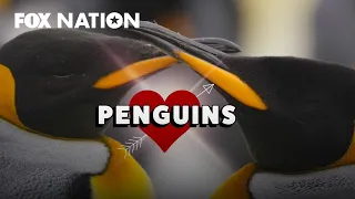 How a Penguin finds its true love | Fox Nation Exclusive