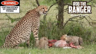 Cheetah Family Feeding Together | Lalashe Maasai Mara Safari