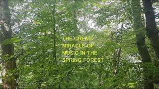 Spring Forest and Music [Natural Mind & Soul Therapy]