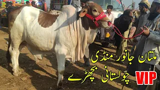Multan Cow Mandi VIP Cholsitani OR Sahiwal Bachry Latest Update | SSTv |