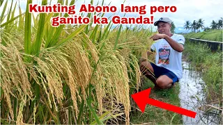 Rice Farmer napaganda ang Palay kahit Tipid  sa Abono