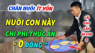 Chăn Nuôi Con Này Gần Như Không Tốn Đồng Nào Mua Thức Ăn, Lợi Nhuận Siêu Khủng 30 - 35 Triệu/Con