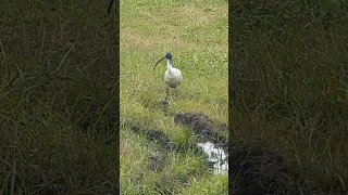 the coolest bird in Australia 🪽🪃