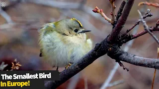 Meet the goldcrest, the completely adorable smallest bird in Europe