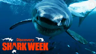 SHARK ATTACK Caught on Camera! | Shark Week | Discovery