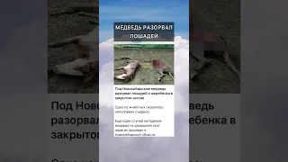 ‼️медведь разорвал лошадей‼️НСО‼️ #news #новости #новосибирск #нск #нсо #медведь