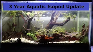 Aquatic Isopod Update | Asellus Aquaticus, Waterlouse, Cyclops, Flatworms, Snails