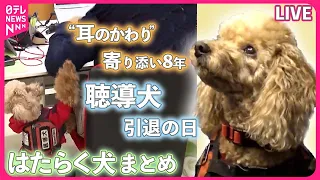 【どうぶつまとめ】『はたらく犬ニュース』 “耳のかわり”に寄り添う聴導犬 / 行方不明になった小学生を発見！警察犬2匹「ジャーキー」で表彰　など――動物ニュースライブ（日テレNEWS LIVE）