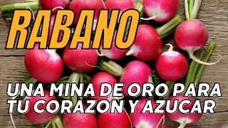 Beneficios del rábano | 15 propiedades y beneficios del rábano, como se come y contraindicaciones