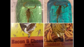 Scorpion Lollipop, Crickets and Meal Worm Taste Test from HotLix