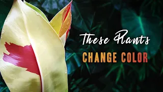 Yes, This is a Real Houseplant! | Top 10 Best Color-Changing Philodendron