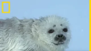 Un bébé phoque face à un ours polaire