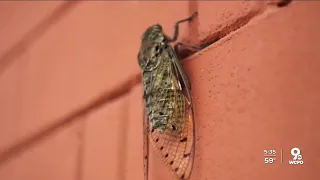 Nature experts offer tips to avoid cicadas while camping