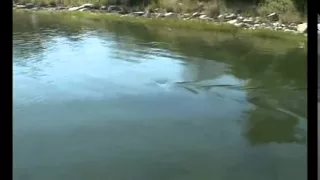 Great White Shark in Massachusetts salt pond 2