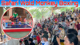 EP4 Funny Monkey Show   Orangutan Monkey Boxing Phnom Penh Safari Cambodia 2024