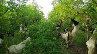 Moringa Oleifera intercrop Sesbania in fodder forest for feeding to animals and grazing /Sohnjna