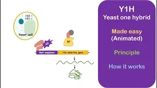 Yeast one hybrid system (Y1H) simple, brief and complete