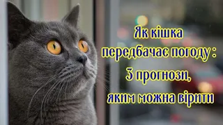 Як кішка передбачає погоду 3 прогнози, яким можна вірити  How a cat predicts the weather