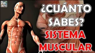 ¿Cuánto Sabes Sobre el "SISTEMA MUSCULAR"? Test/Trivial/Quiz