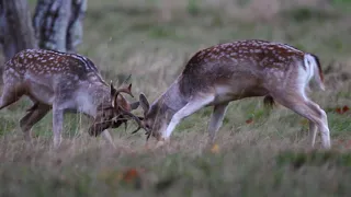 Fallow Bucks fighting during the RUT