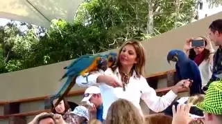 LORO PARQUE ( Лоро Парк) Шоу попугаев (Show parrots)