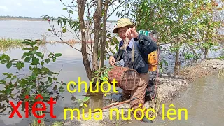 xiệt chuột mùa nước lũ quá nhiều chuột đồng làm gì ăn đây ta