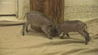 Young warthogs among baby boom happening at Wildlife World Zoo in Arizona