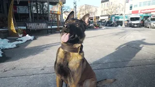The Best Protection Dog Program