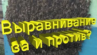 Профессор Кашковский: Выравнивание пчелосемей, за или против